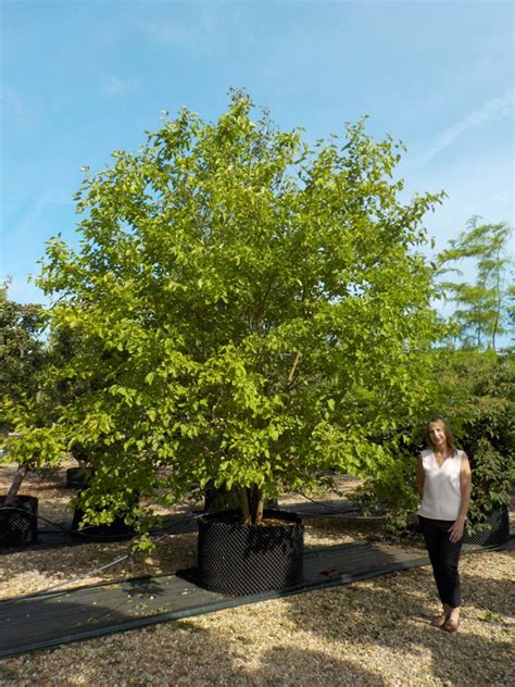 morus alba shade tree.